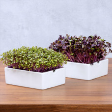 Heimgart Saatpad Kohlrabi