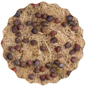 Heimgart Saatpad Kohlrabi