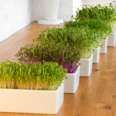 Heimgart Microgreens Saatpad-Mix im 6er-Set