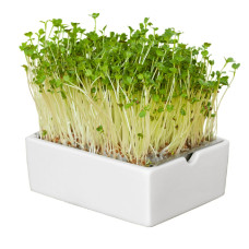 Heimgart Saatpads für Radieschen im 6er-Set