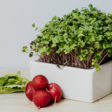 Heimgart Scharfer Microgreens Mix im 6er-Set