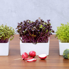 Heimgart Scharfer Microgreens Mix im 6er-Set