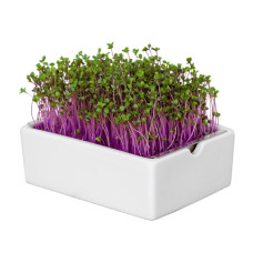 Heimgart Saatpad Rotkohl