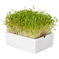 Heimgart Saatpads für Senf im 6er-Set