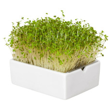 Heimgart Saatpads für Senf im 6er-Set