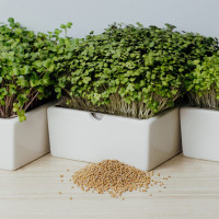 Heimgart Saatpads für Senf im 6er-Set