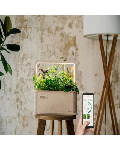 BerlinGreen GreenBox Starter Deluxe Bundle