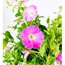 BerlinGreen PlantPlugs Summer Meadow Mix 8-Pack