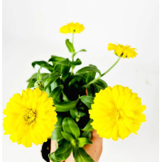 BerlinGreen PlantPlugs Summer Meadow Mix 8-Pack