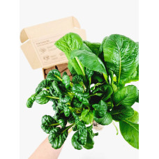 BerlinGreen PlantPlugs Asian Greens Mix 8-Pack