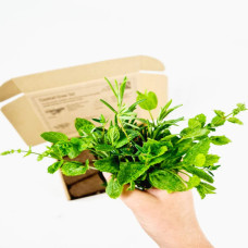 BerlinGreen PlantPlugs Cocktail Grow Set 8-Pack