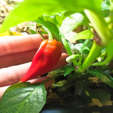 BerlinGreen PlantPlugs Cherry Tomato & Chilli Mix 8 Pack