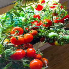 BerlinGreen PlantPlugs Cherry Tomato & Chilli Mix 8 Pack