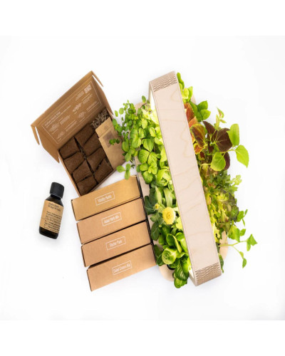 BerlinGreen GreenBox Große Vielfalt Bundle