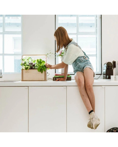 BerlinGreen GreenBox