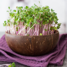 Grow-Grow Nut Willkommenspaket