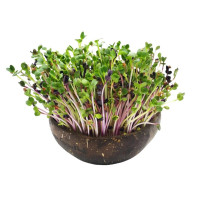 Grow-Grow Nut Starterpaket Mariphil Edition