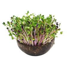 Grow-Grow Nut Starterpaket Mariphil Edition