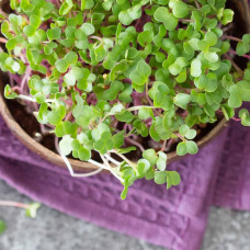 Grow-Grow Nut “All in One” Paket