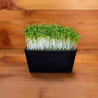 OraGarden Bio-Keimsaat Brokkoli (Brokkoli Samen) 30 g