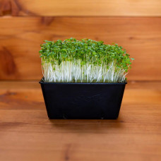 KeimGrün Bio-Keimsaat Brokkoli (Brokkoli Samen) 50 g