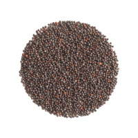 OraGarden Bio-Keimsaat Brokkoli (Brokkoli Samen) 30 g