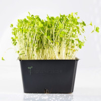 OraGarden Bio-Keimsaat Brokkoli (Brokkoli Samen) 30 g