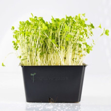 KeimGrün Bio-Keimsaat Brokkoli (Brokkoli Samen) 50 g