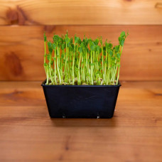 KeimGrün Bio-Keimsaat Erbsen (Erbsen Samen) 100 g