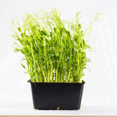 KeimGrün Bio-Keimsaat Erbsen (Erbsen Samen) 100 g