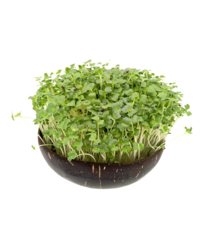 Grow-Grow Nut Starterpaket