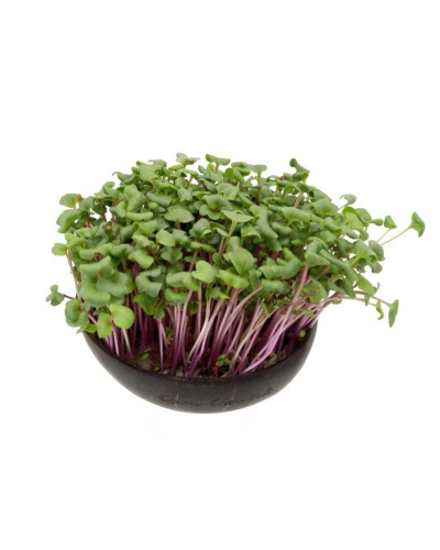 Grow-Grow Nut Starterpaket