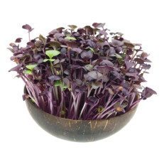Grow-Grow Nut Nachfüllpaket “Red Hot Greens”