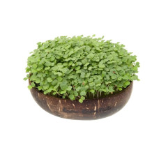 Grow-Grow Nut Nachfüllpaket “Brokk ‘n’ Roll”