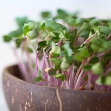 Grow-Grow Nut Nachfüllpaket “Brokk ‘n’ Roll”