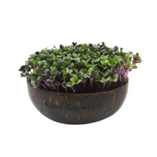 Grow-Grow Nut Nachfüllpaket “Asian Festival”