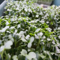 OraGarden Bio-Keimsaat Grünkohl Black Mandingo (Grünkohl Samen) 30 g