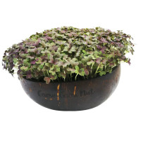 Grow-Grow Nut Nachfüllpaket “The Mikro Greens”