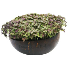 Grow-Grow Nut Nachfüllpaket “The Mikro Greens”