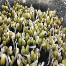 KeimGrün Bio-Keimsaat Mungobohnen (Mungobohnen Samen) 100 g