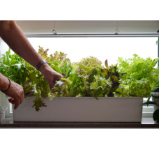 Nelson Garden Starterkit, Hydroponik Harvy 6