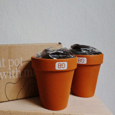 BerlinGreen GreenBox Urban Jungle Bundle