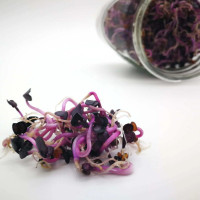 KeimGrün Bio-Keimsaat Radieschen Rot (Radieschen Rot Samen) 50 g