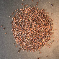 KeimGrün Bio-Keimsaat Radieschen Rot (Radieschen Rot Samen) 50 g