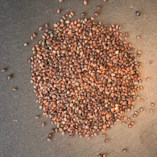 KeimGrün Bio-Keimsaat Radieschen Rot (Radieschen Rot Samen) 50 g