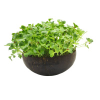 Grow-Grow Nut Nachfüllpaket “Asian Festival”