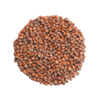 OraGarden Keimsprosskit mit Rettich Samen