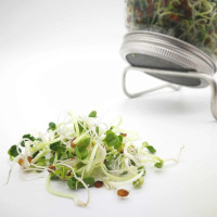 OraGarden Keimsprosskit mit Rettich Samen