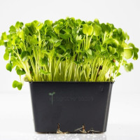 OraGarden Keimsprosskit mit Rettich Samen