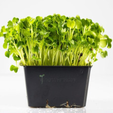 KeimGrün Bio-Keimsaat Rettich (Rettich Samen) 50 g